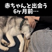 人のお腹に寄り添う犬