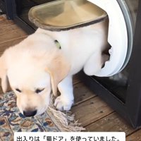 ここをくぐればいい♪