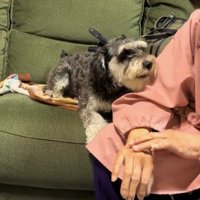 おばあちゃんの顔を見つめる犬
