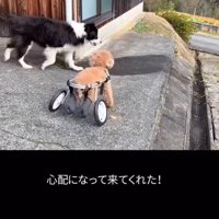心配して近くに行く犬
