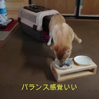 恐る恐るご飯を食べるららちゃん