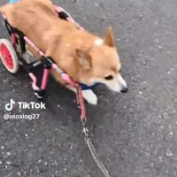 車椅子で散歩するくぅちゃん