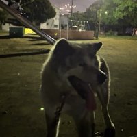 夜の公園にいる犬