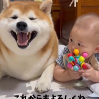 柴犬と赤ちゃん