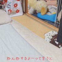 ぬいぐるみをくわえて部屋に入ってくる犬