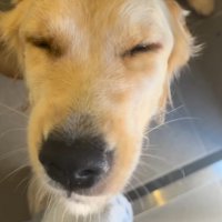 目を細くして開けたり閉じたりする犬