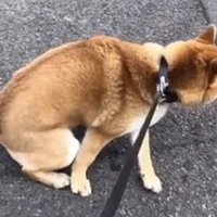 歩道に座り込む犬