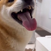 機械を見て笑顔の柴犬