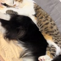 眠る中型犬と猫