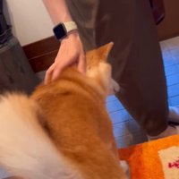 お姉ちゃん帰省時の小春ちゃん＆小太郎くん8