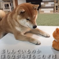 ベッドの近くにいる2匹の柴犬