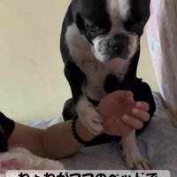 お姉ちゃんを心配するペレくん