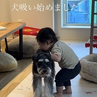 シュナウザーの背中を嗅ぐ赤ちゃん