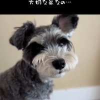 やさしい表情で見つめる犬のアップ