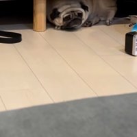 回転するしーちゃん