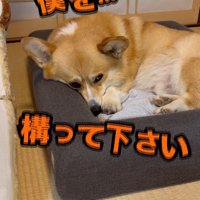 構ってもらえない時の寂しそうな表情