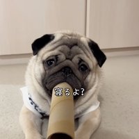 筒を咥えている小型犬