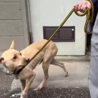 衰弱して保護された…