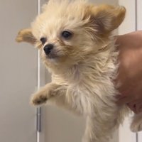 扇風機の風に当たりながら、飼い主に抱っこされて犬かきをする犬
