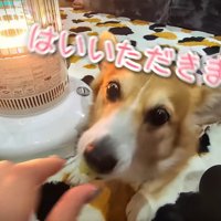 勢いよくパクッ