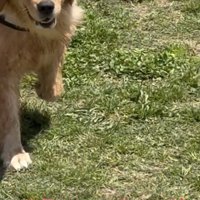 笑顔で近寄る犬