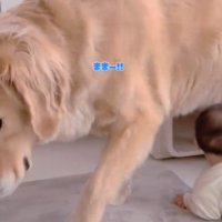 小屋から出る犬