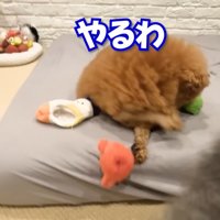 おもちゃをコロン…