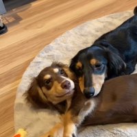 くっつく小型犬たち