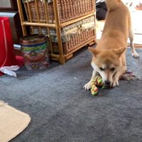 「遊ぼう！」とおもちゃを持ってきました