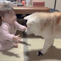 伸ばされた手を受け入れる犬