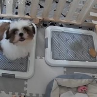 吠えて教えるこた君