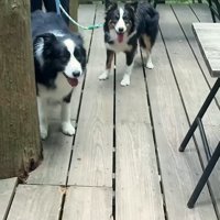 笑顔の2匹