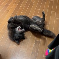 可愛すぎる降参ポーズ♡