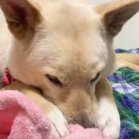 毛布をハムハム…