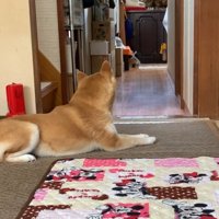 外で犬が吠えた瞬間、番犬モードに！