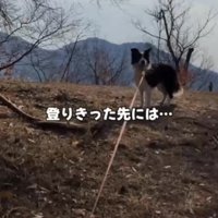 登り切った犬