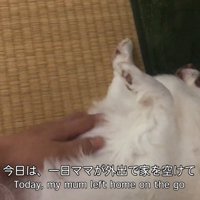 帰宅後にお腹をナデナデ…