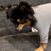 ゆっくり顔を上げる犬