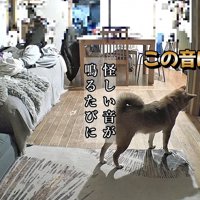 怪しい音がすると扉の前で警戒