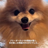 歯がボロボロだったうにくん