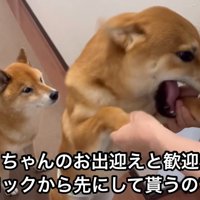 甘えるボブくん＆嫉妬するロックくん
