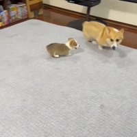 走る成犬と、成犬を追いかける子犬