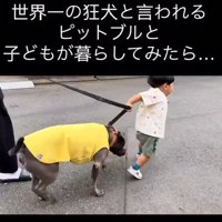 ピットブルのあおいくんとしおちゃん