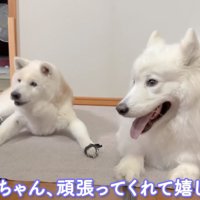 おじいちゃんの作業を遠巻きに見守る2頭の犬