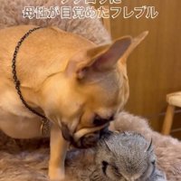 おとちゃんとはっさくくん