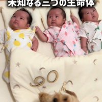 布団に並んで寝ている3人の赤ちゃんと、そばに座る犬