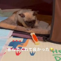 幸せそうなはちくん
