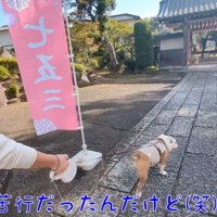 お寺の出口へ向かって歩く妹犬