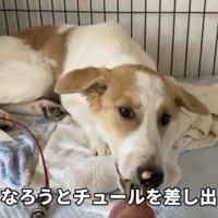 チュールを差し出される犬