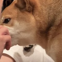 横入りする赤柴